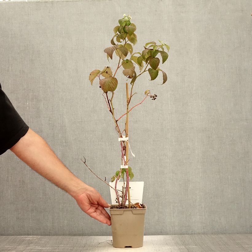 Esimerkki kesällä toimitetusta Framboisier remontant Sanibelle - Rubus idaeus Pot de 1L/1,5L-taimesta