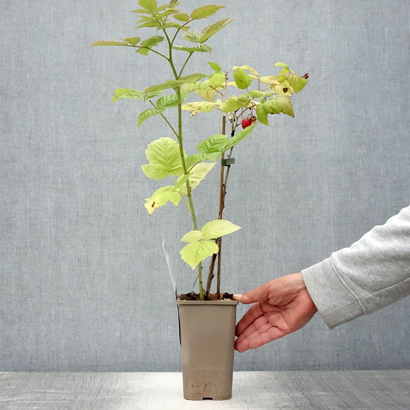 Esimerkki kesällä toimitetusta Framboisier Tulamagic non remontant Pot de 1,5L/2L-taimesta