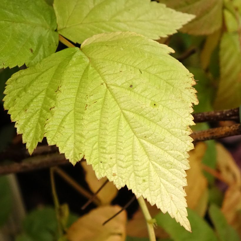 Vadelma Tulamagic (Lehvistö)
