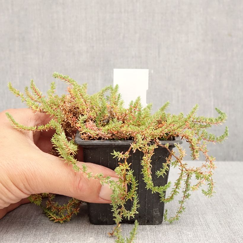 Esimerkki syksyllä toimitetusta Silosuolakukka - Frankenia laevis 8/9 cm taimiruukku-taimesta