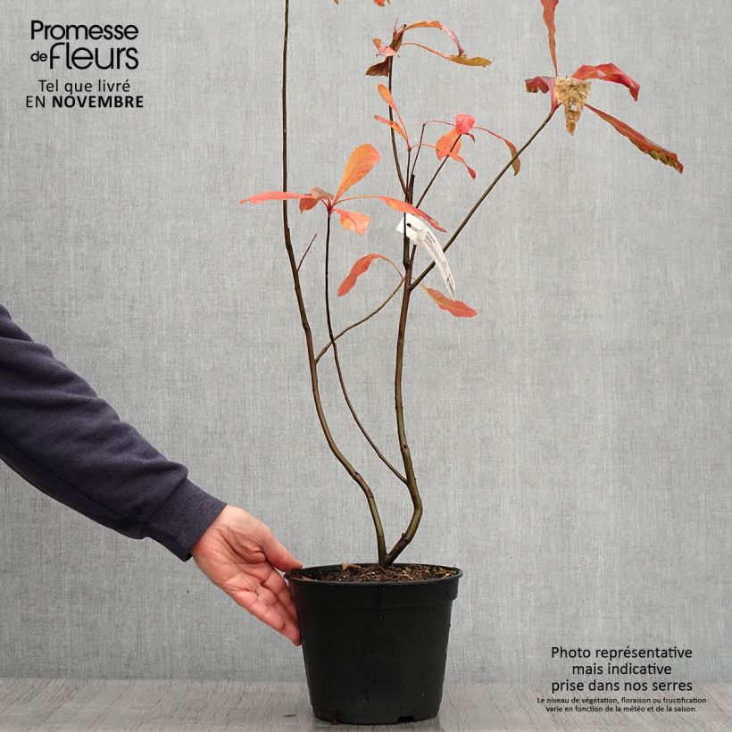 Esimerkki syksyllä toimitetusta Franklinia alatamaha 4 litran/5 litran ruukku-taimesta