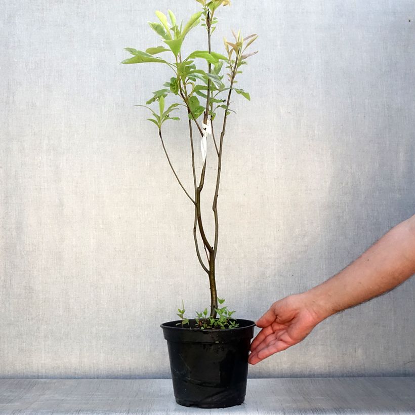 Esimerkki kesällä toimitetusta Franklinia alatamaha Pot de 4L/5L-taimesta