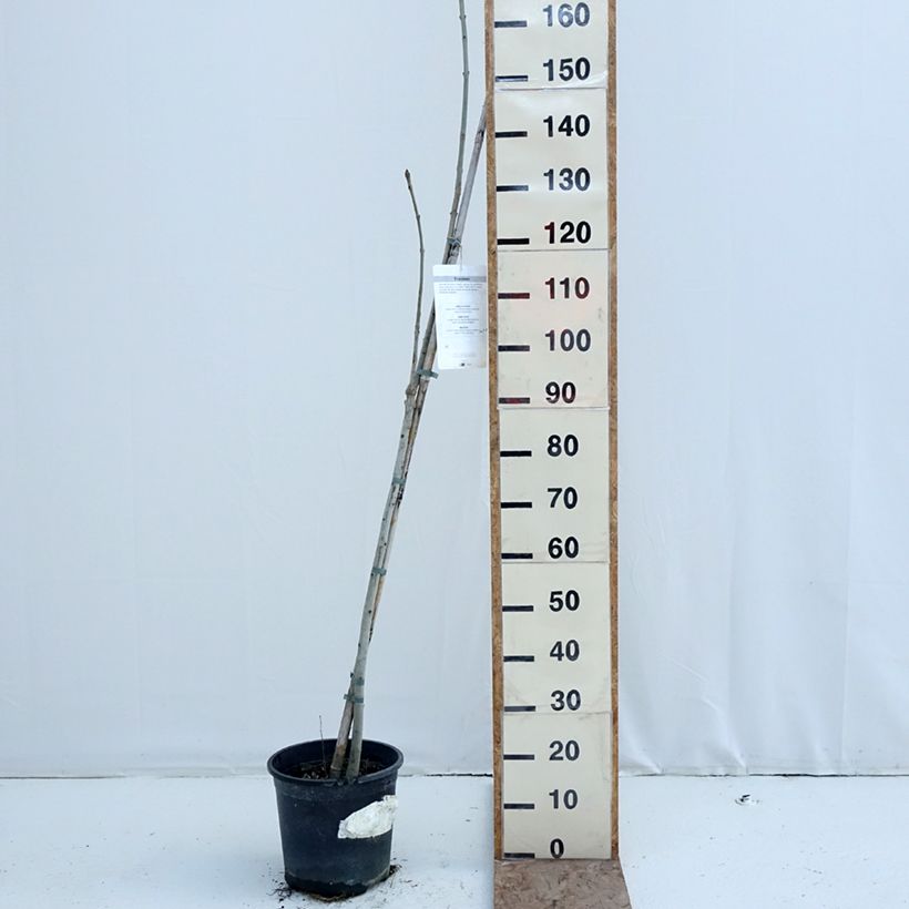 Esimerkki talvella toimitetusta Saarni - Fraxinus excelsior 7,5 litran / 10 litran ruukku-taimesta