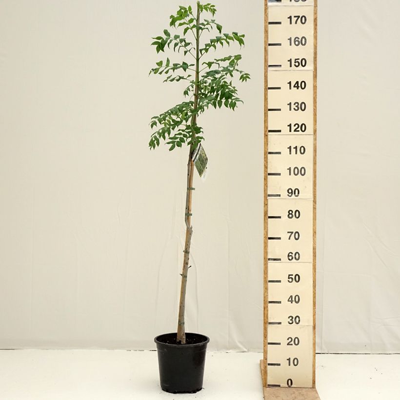 Esimerkki keväällä toimitetusta Saarni - Fraxinus excelsior Ruukku 7,5L / 10L-taimesta