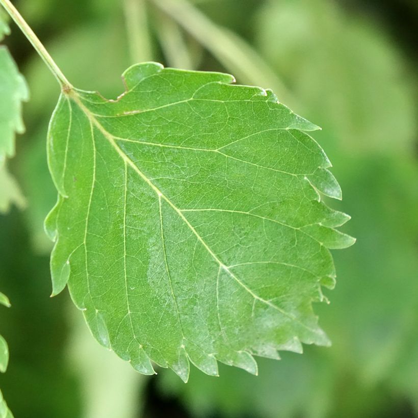 Saarni Heterophylla Pendula (Lehvistö)