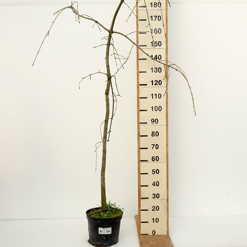 Esimerkki syksyllä toimitetusta Saarni Heterophylla Pendula 7,5 litran / 10 litran ruukku-taimesta