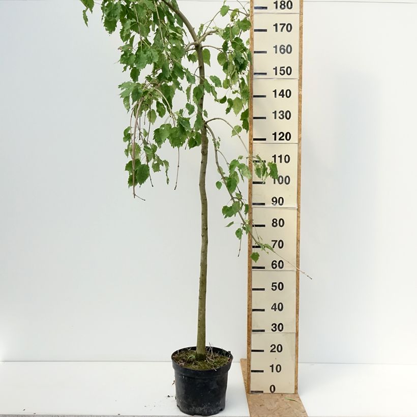 Esimerkki kesällä toimitetusta Saarni Heterophylla Pendula 7,5 litran / 10 litran ruukku-taimesta