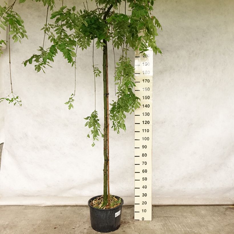 Esimerkki kesällä toimitetusta Saarni Pendula Pot de 30L/35L, Tige-taimesta