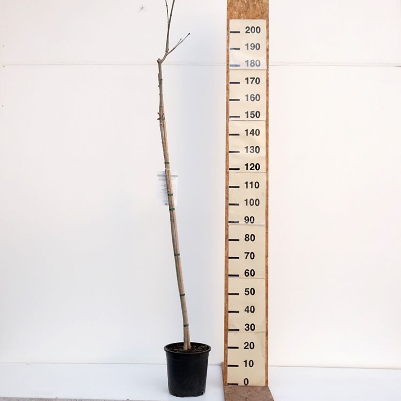 Esimerkki talvella toimitetusta Mannasaarni - Fraxinus ornus 7,5 litran / 10 litran ruukku-taimesta