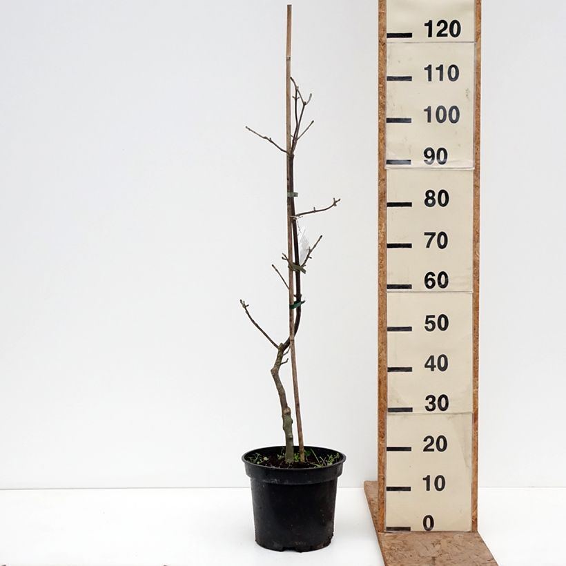 Esimerkki talvella toimitetusta Punasaarni Aucubifolia 7,5 litran / 10 litran ruukku, Runko-taimesta