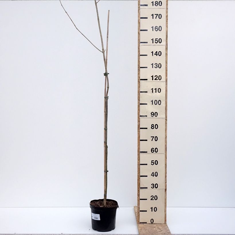 Esimerkki talvella toimitetusta Saarni - Fraxinus spaethiana 7,5 litran / 10 litran ruukku, Runko-taimesta