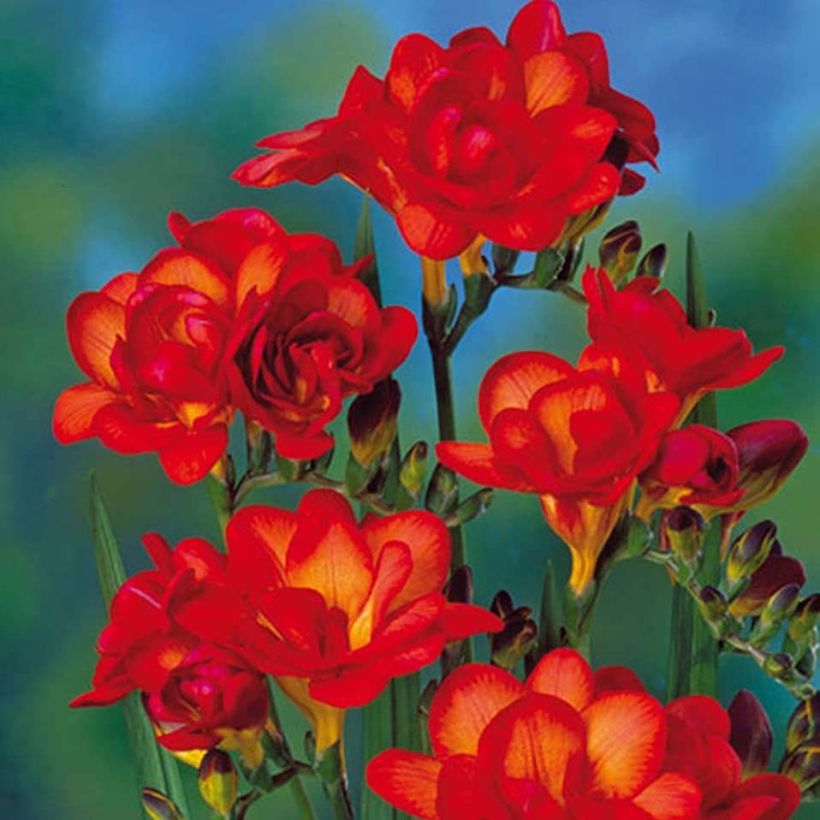 Freesia hybrida Double Orange (Kukinta)