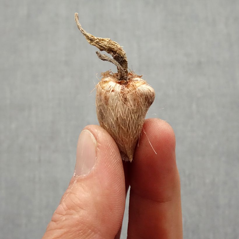 Esimerkki keväällä toimitetusta Freesia hybrida Double Rose Bulbe size 4+-taimesta