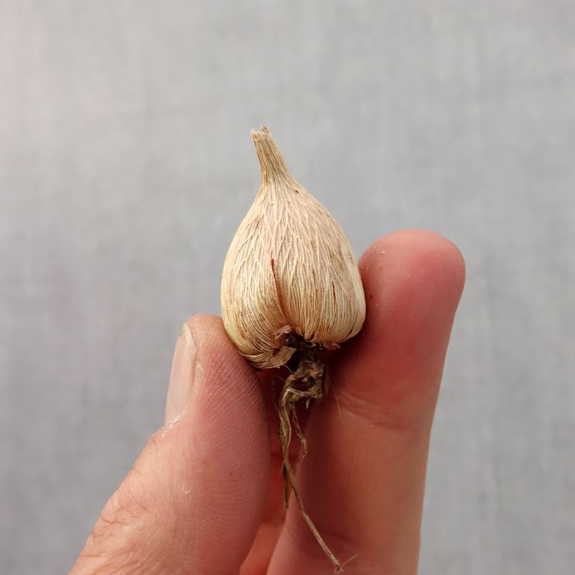 Esimerkki keväällä toimitetusta Freesia hybrida Simple Blanc Sipuli Koko 5+-taimesta
