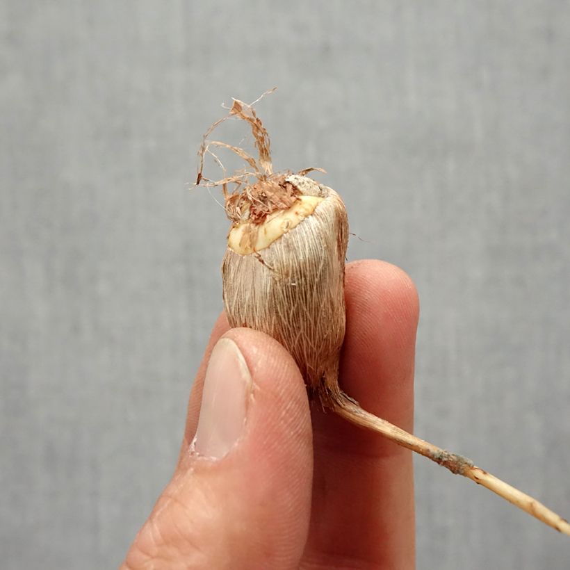 Esimerkki keväällä toimitetusta Freesia hybrida Simple Rose Bulbe size 6+-taimesta