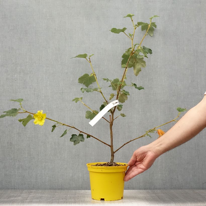Esimerkki kesällä toimitetusta Fremontia - Fremontodendron californicum Pot de 2L/3L-taimesta