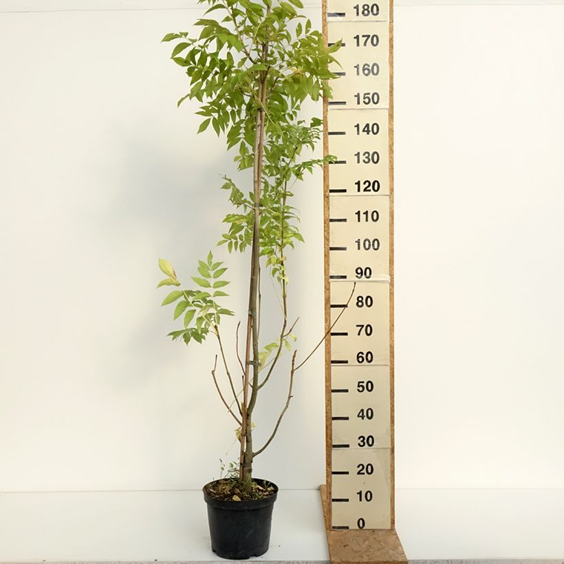 Esimerkki kesällä toimitetusta Saarni Argenteovariegata 7,5 litran / 10 litran ruukku-taimesta