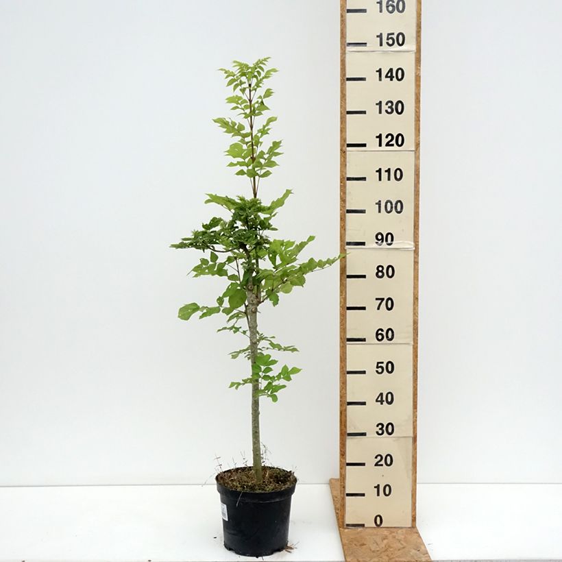 Esimerkki kesällä toimitetusta Saarni Abiona 7,5 litran / 10 litran ruukku, Runko-taimesta