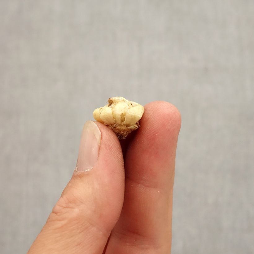 Esimerkki syksyllä toimitetusta Tummapikarililja - Fritillaria camschatcensis Bulbe size 6+-taimesta