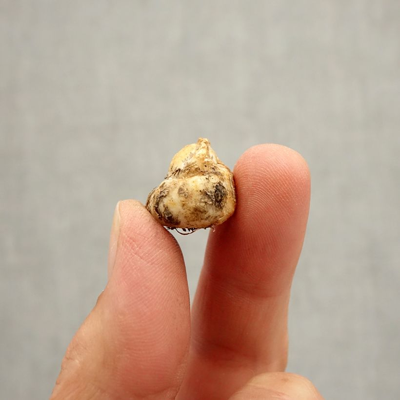 Esimerkki syksyllä toimitetusta Keisarinpikarililja - Fritillaria reuteri Bulbe size I-taimesta