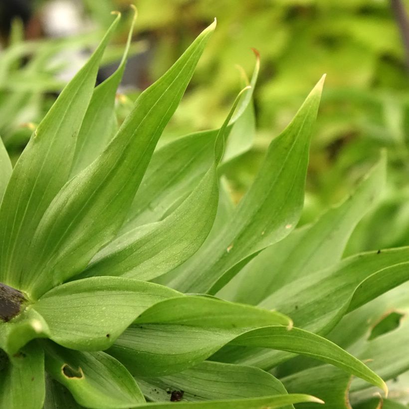 Keisarinpikarililja Rubra (Foliage)