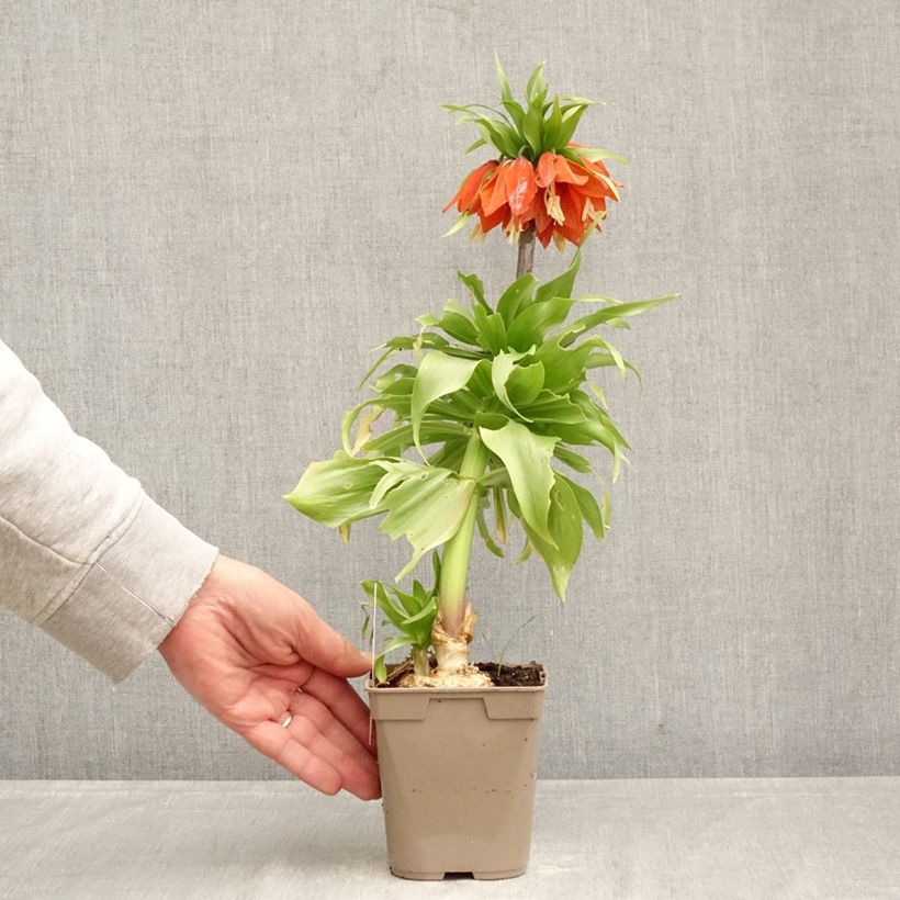 Example of Keisarinpikarililja Rubra Pot de 12 cm / 13 cm size 24+ as you get in printemps