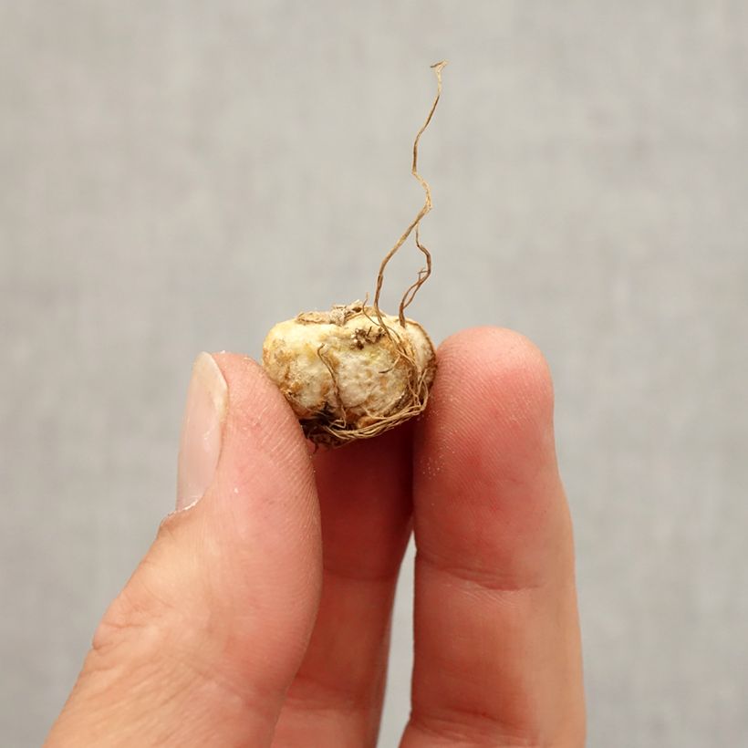 Esimerkki syksyllä toimitetusta Keltareunapikarililja - Fritillaria michailovskyi Bulbe size 5+-taimesta