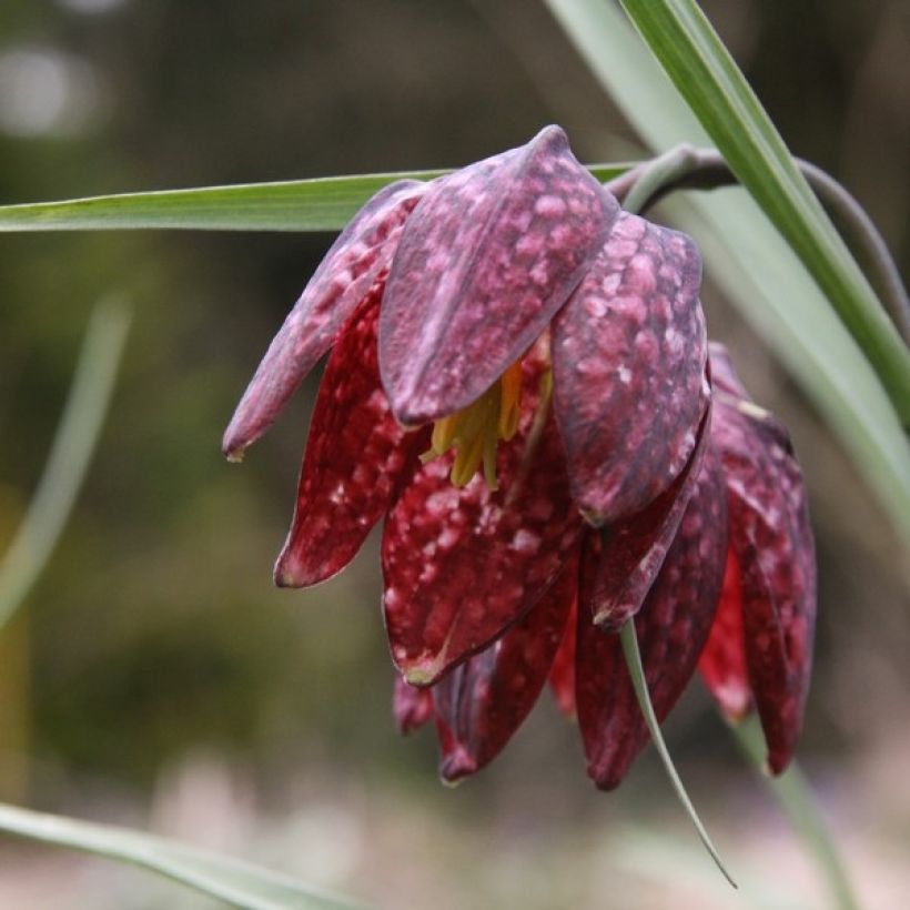 Kirjopikarililja - Fritillaria meleagris (Kukinta)