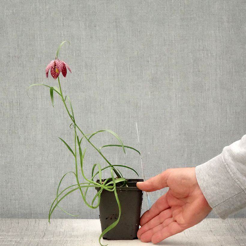 Esimerkki kesällä toimitetusta Kirjopikarililja - Fritillaria meleagris Taimiruukku 8/9 cm Koko 6+-taimesta