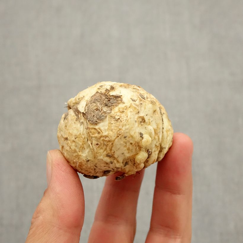 Esimerkki syksyllä toimitetusta Keisarinpikarililja - Fritillaria sewerzowii Bulbe size I-taimesta