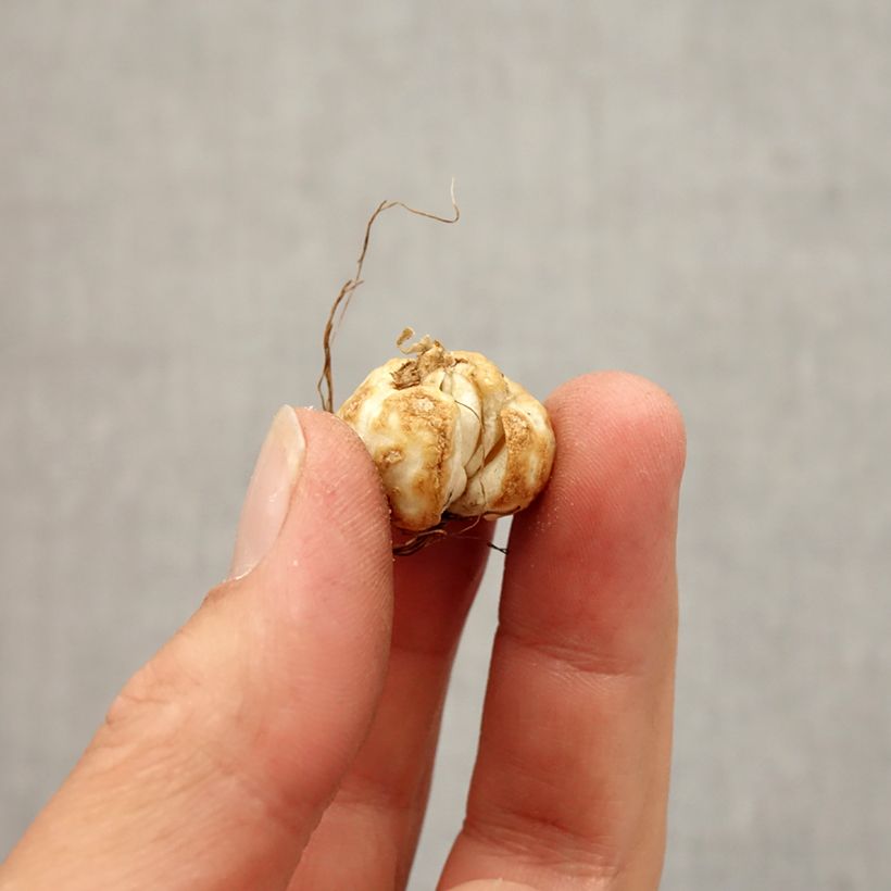 Esimerkki syksyllä toimitetusta Keisarinpikarililja - Fritillaria thunbergii Bulbe size 5+-taimesta
