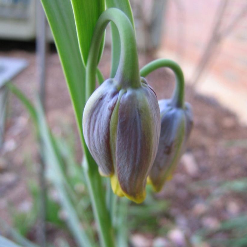 Assyrianpikarililja - Fritillaria uva-vulpis (Kukinta)