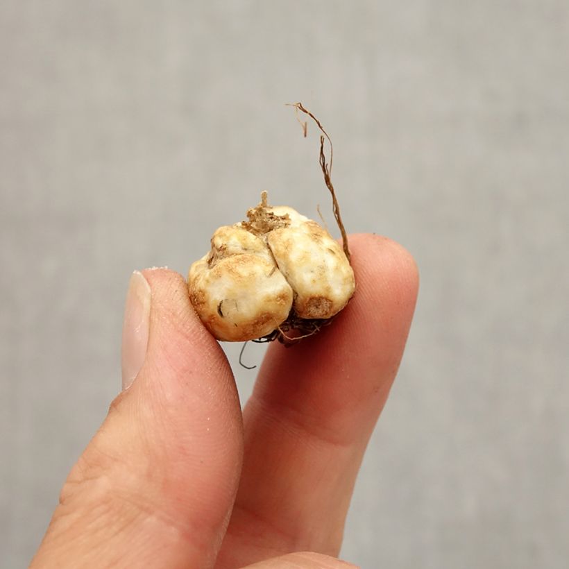 Esimerkki syksyllä toimitetusta Davisinpikarililja - Fritillaria davisii Bulbe size 5+-taimesta