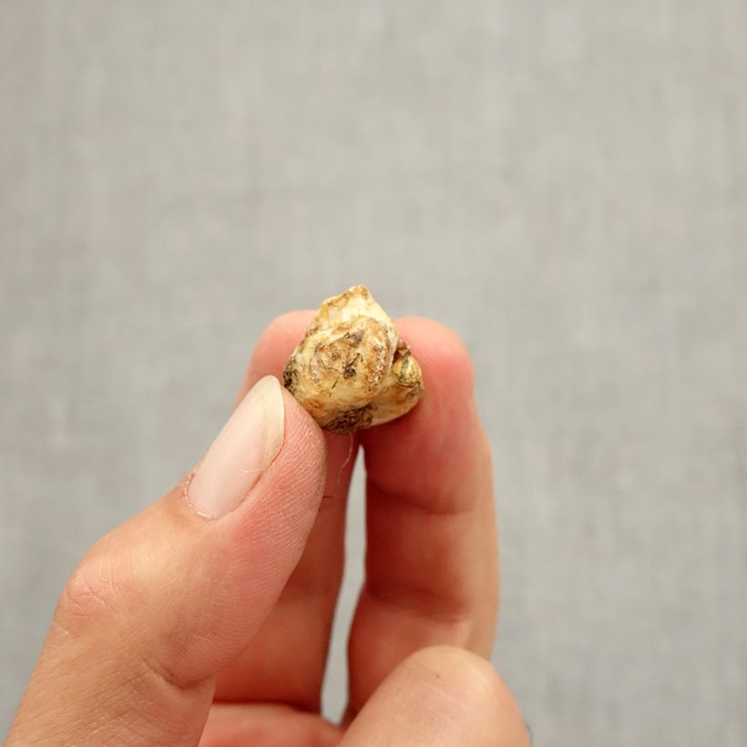 Esimerkki syksyllä toimitetusta Keisarinpikarililja - Fritillaria liliacea Bulbe size I-taimesta