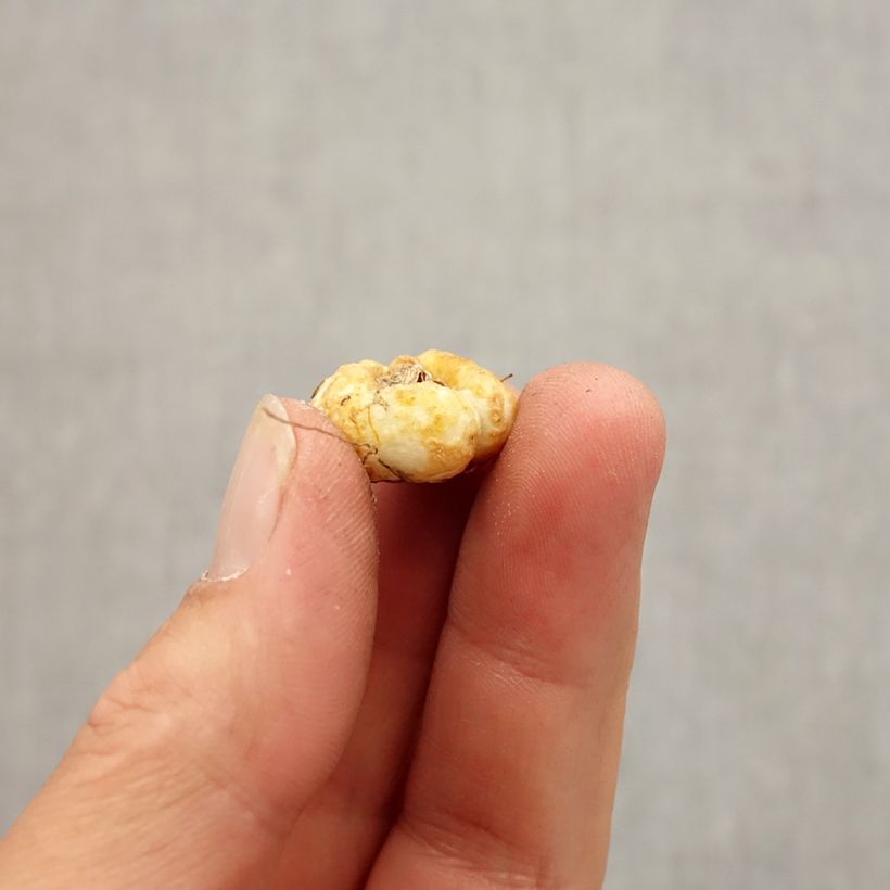 Esimerkki syksyllä toimitetusta Keisarinpikarililja - Fritillaria pontica Bulbe size 5+-taimesta