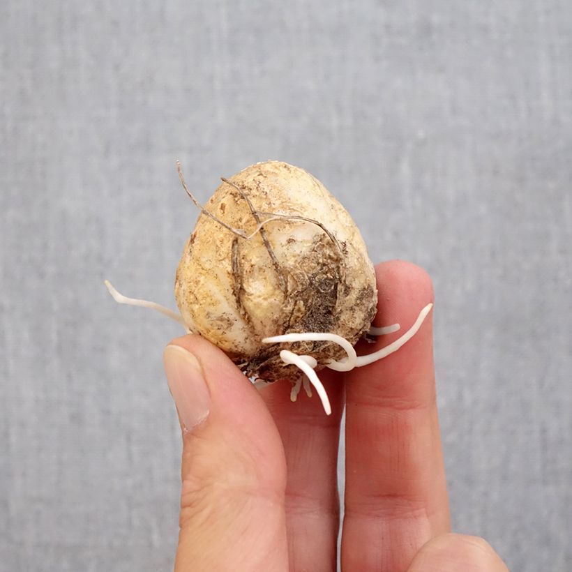 Esimerkki syksyllä toimitetusta Keisarinpikarililja - Fritillaria raddeana Bulbe size 14+-taimesta