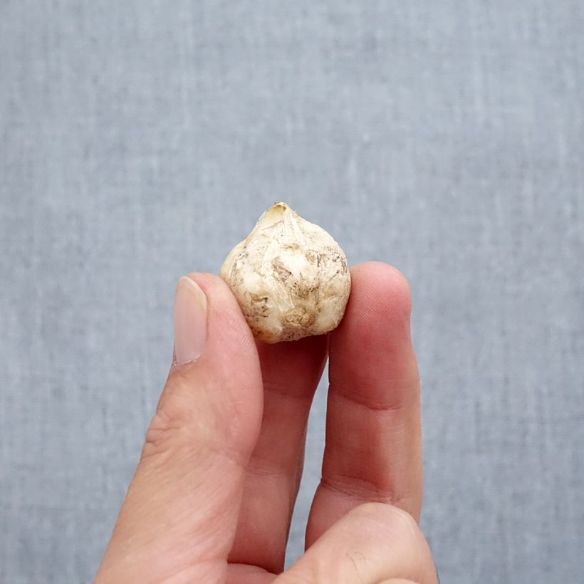 Esimerkki syksyllä toimitetusta Keisarinpikarililja - Fritillaria stenanthera Bulbe size I-taimesta