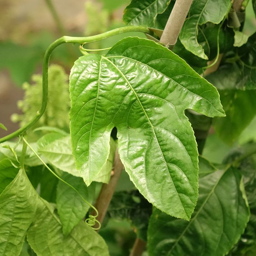Punapassio - Passiflora edulis (Lehvistö)