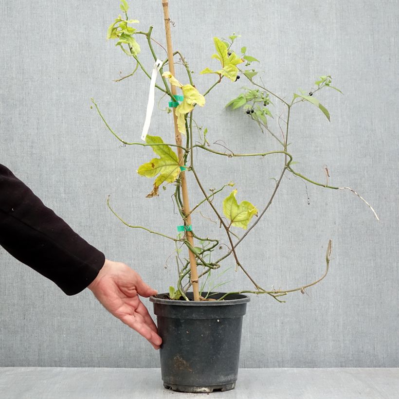 Esimerkki syksyllä toimitetusta Punapassio - Passiflora edulis 3 litran/4 litran ruukku-taimesta