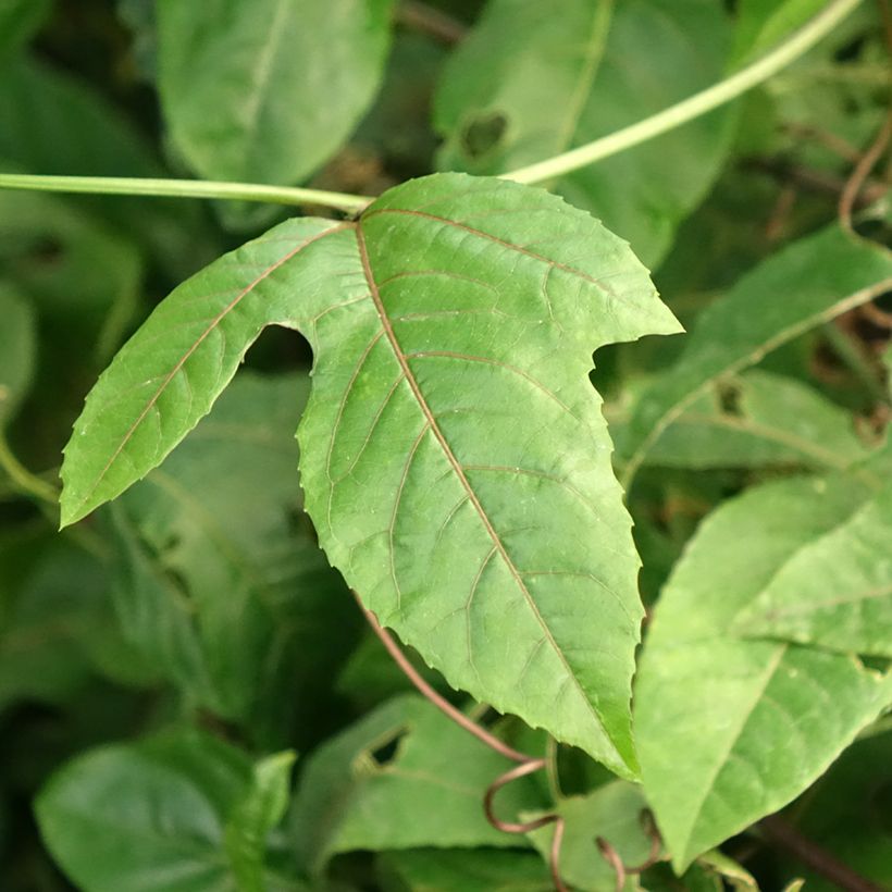Passiohedelmä - Passiflora edulis f. flavicarpa (Lehvistö)