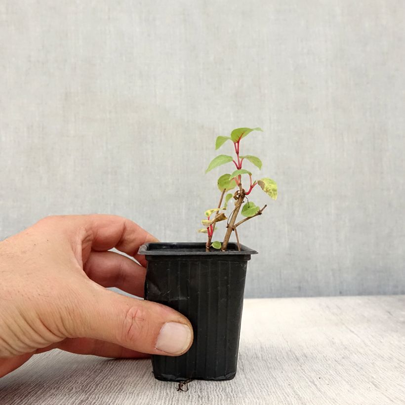 Esimerkki syksyllä toimitetusta Verenpisara Annabel 8/9 cm taimiruukku-taimesta