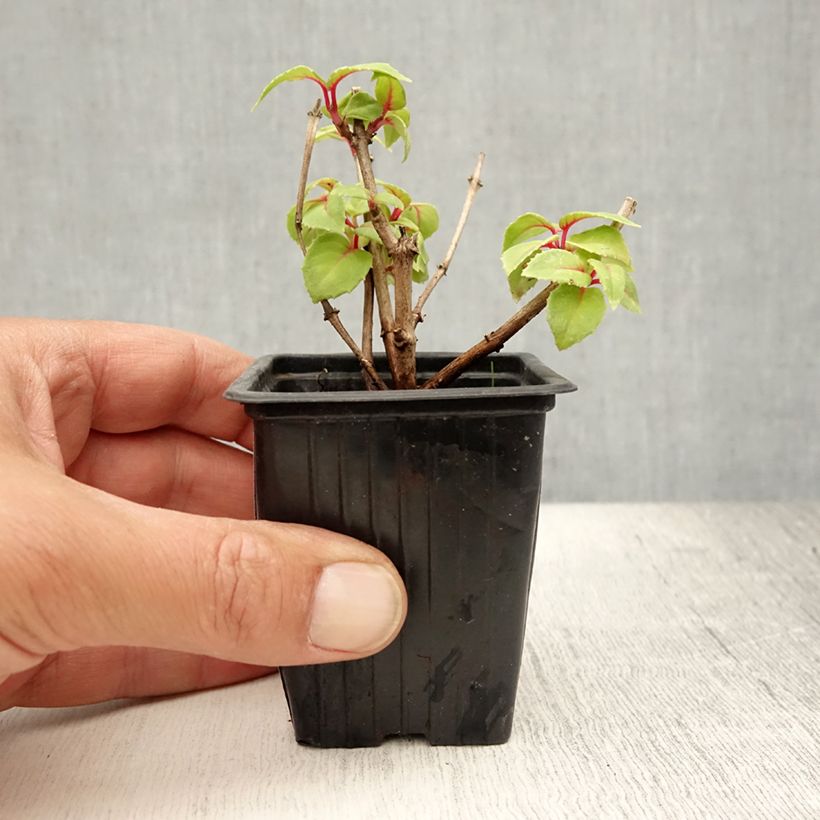 Esimerkki kesällä toimitetusta Verenpisara Annabel Taimiruukku 8/9 cm-taimesta