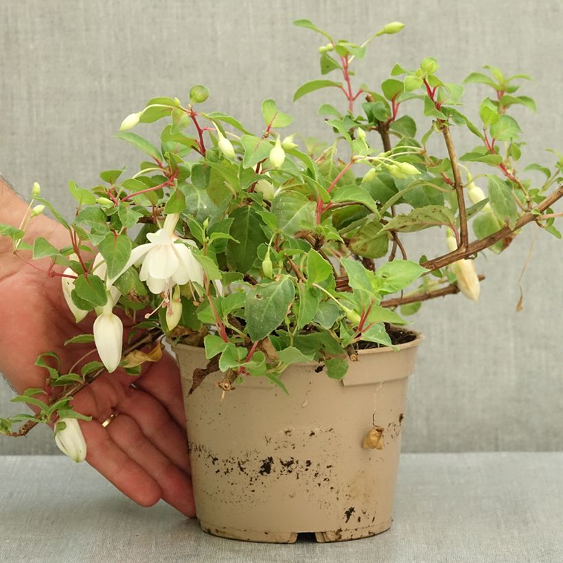 Esimerkki kesällä toimitetusta Verenpisara Annabel 12 cm / 13 cm ruukku-taimesta
