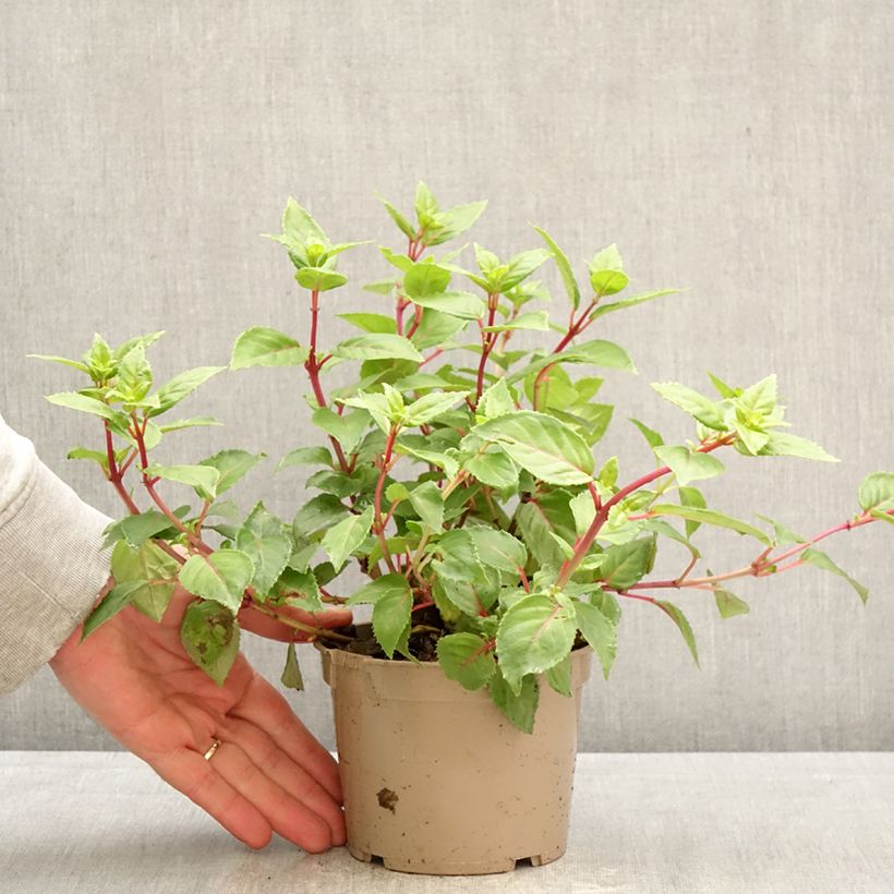 Esimerkki keväällä toimitetusta Verenpisara Annabel Ruukku 12 cm / 13 cm-taimesta
