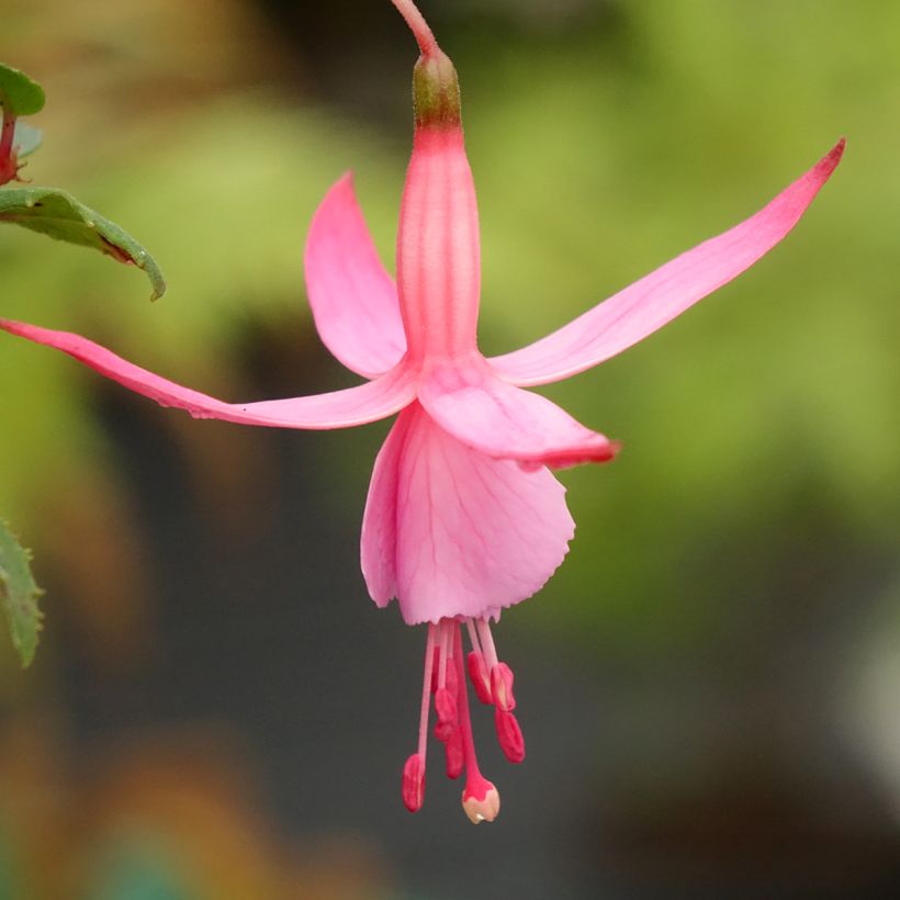 Verenpisara Beacon rosa (Kukinta)