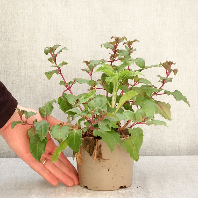 Esimerkki keväällä toimitetusta Verenpisara Beacon rosa 12 cm / 13 cm ruukku-taimesta