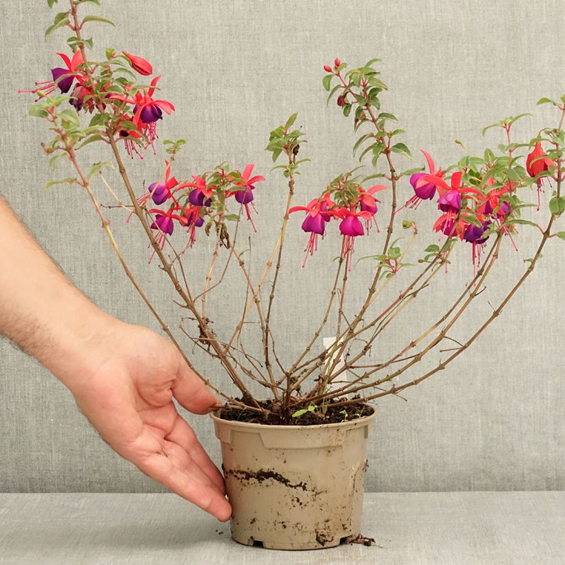 Esimerkki kesällä toimitetusta Verenpisara Bella Sacha 12 cm / 13 cm ruukku-taimesta