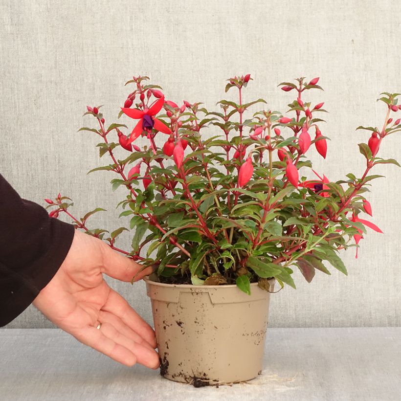 Esimerkki keväällä toimitetusta Verenpisara Bella Sacha Ruukku 12 cm / 13 cm-taimesta