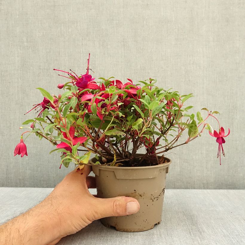 Esimerkki kesällä toimitetusta Verenpisara Soila 12 cm / 13 cm ruukku-taimesta