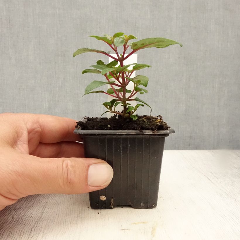 Esimerkki kesällä toimitetusta Fuchsia Bernadette Godet de 8/9 cm-taimesta